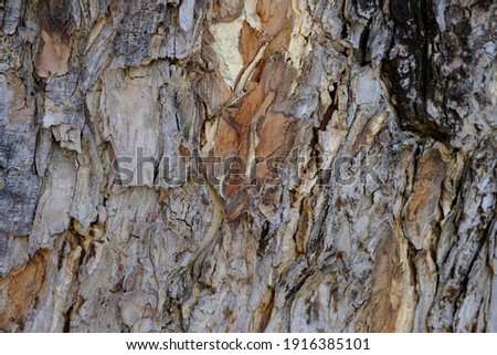 Tree bark texture background.abstract and  wallpaper