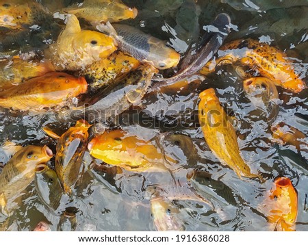 fishes feeding in the water