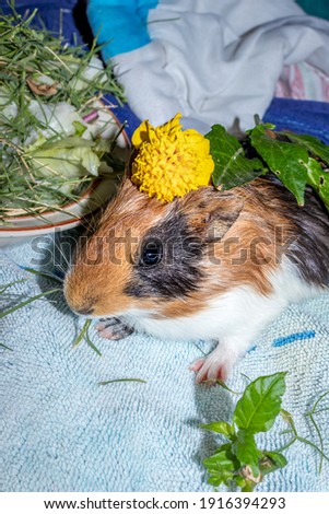 Domestic guinea pigs (Cavia porcellus) eating treats on a bed, Cape Town, South Africa 