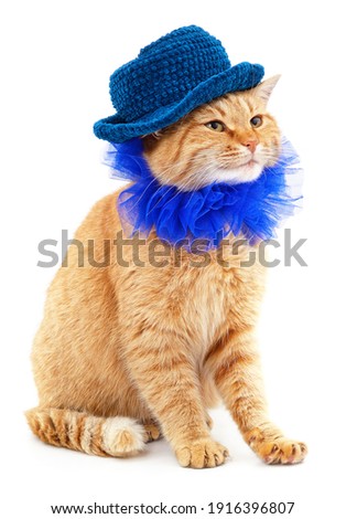 Red cat in a blue collar and knitted blue hat isolated on a white background.