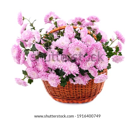 Bouquet of beautiful chrysanthemums in a basket isolated on a white background.