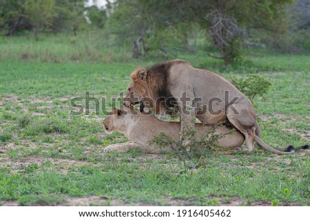 A male and female Lion seen mating on a safari in South Africa
