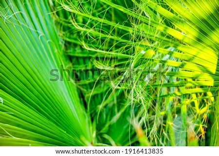 Tropical nature abstract background with palm tree leafs lit by the sun from the back