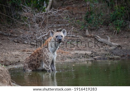 A Spotted Hyena seen in a waterhole on a safari in South Africa