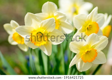 Daffodils in a sunny spring garden Royalty-Free Stock Photo #1916421725
