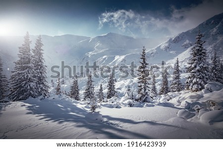 Incredible winter landscape with snowcapped pine trees under bright sunny light in frosty morning. Amazing nature scenery in winter mountain valley. Awesome natural Background. Soft light effect Royalty-Free Stock Photo #1916423939