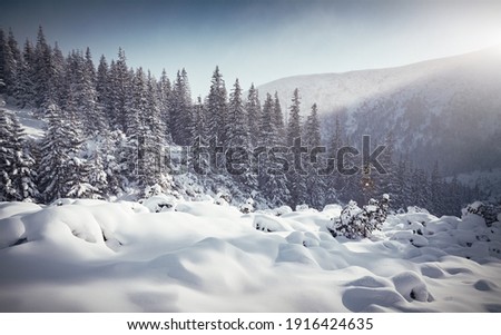 Scenic image in mountains at morning light. Wonderful nature scenery in winter. Amazing wintry landscape with snowcowered pine trees and mountains on background. Stunning natural sesonal background.