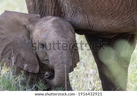 Elephants of Lewa Wildlife Conservancy, Kenya, Africa 