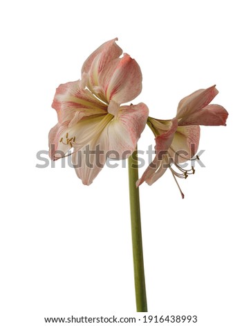 Bud Hippeastrum (amaryllis) Galaxy Group "Flower Record" on a white background isolated