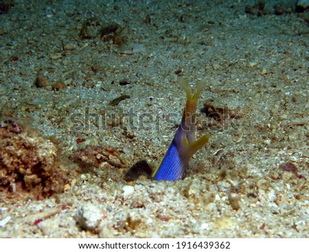 A Ribbon eel also known as a Leaf-nosed moray eel Boracay Philippines                         