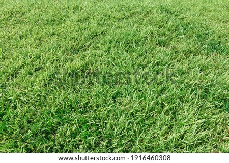 Texture of green grass in the park