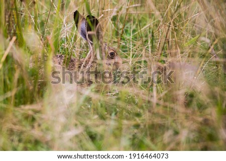 Attempting to hide in the long grass this adult hare (Lepus europaeus) is well camouflaged. Distinctive to rabbits by its longer limbs, the hare is the fastest mammal in the UK.