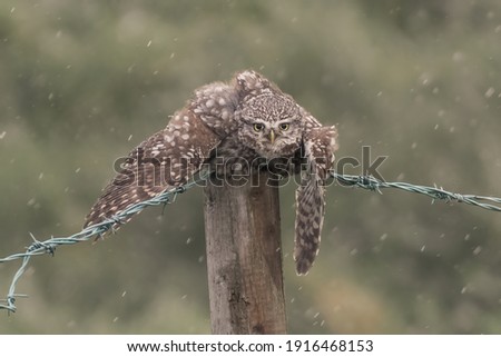 Little owl on a fence post in the rain and wind. Using its wings to hold on to the barbed wire. Blurred greed bokeh background. Latin name Athene noctua.