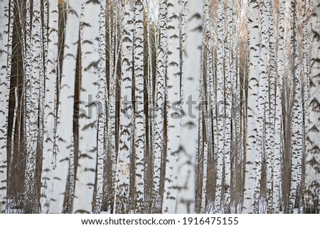 Beautiful birch forest close up. Natural background and abstraction