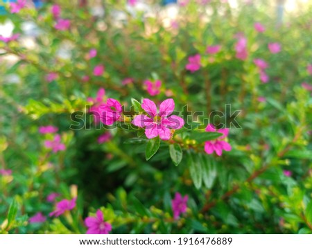 Cuphea hyssopifolia, the false heather, Mexican heather, Hawaiian heather or elfin herb, is a small evergreen shrub native to Mexico, Guatemala and Honduras. The picture contains isolation flowers Royalty-Free Stock Photo #1916476889