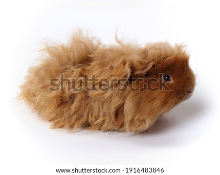 Peruvian guinea pig with long red hair. Studio photo of this pet. Lunkarya breed.