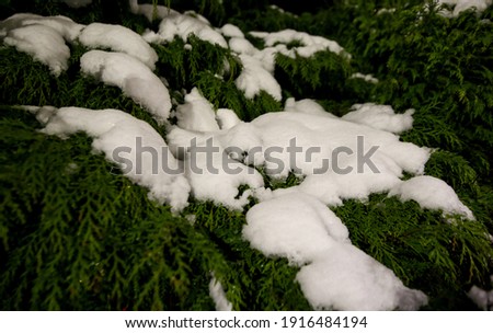 Snow on top of thick green conifer or spruce at night. 