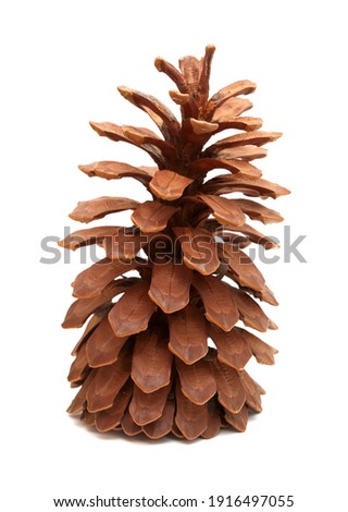 Longleaf pine aka Pinus palustris large long dry open cone isolated on white background 