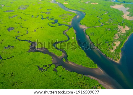 Aerial View of Green Mangrove Forest. Nature Landscape. Amazon River. Amazon Rainforest. South America. Royalty-Free Stock Photo #1916509097