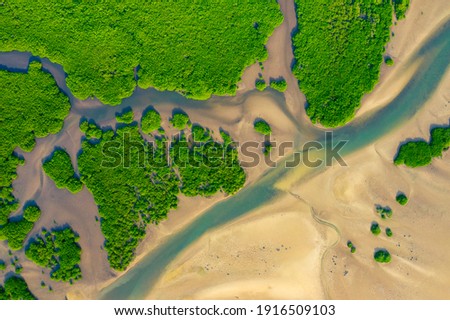 Aerial View of Green Mangrove Forest. Nature Landscape. Amazon River. Amazon Rainforest. South America.