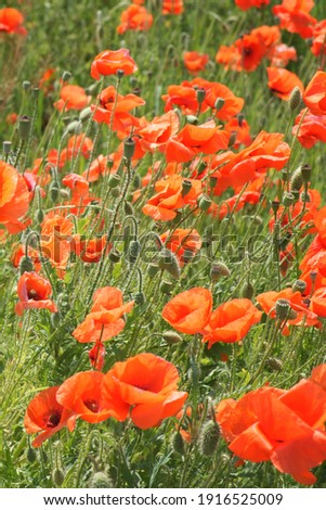 Large red poppy flowers close up. Beautiful wildflowers with red petals.
