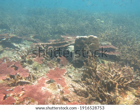 The scenery and panoramic picture of coral reef area at Cepu Island, Malaysia