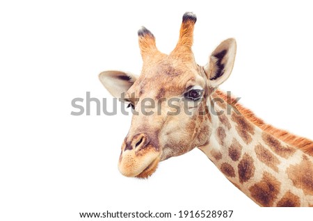 Isolated portrait giraffe on white background
