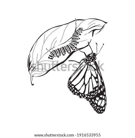 hand drawn of caterpillar and butterfly vector