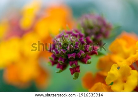 Macro photo of small beautiful yellow flowers