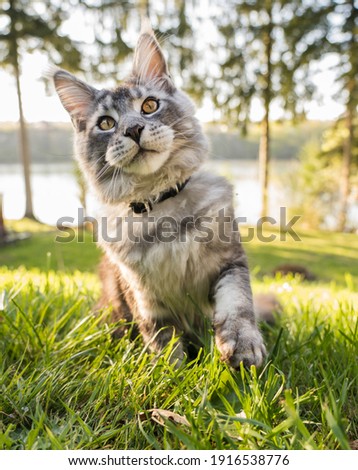 Beautiful Maine Coon Silver Tabby cat in afternoon light