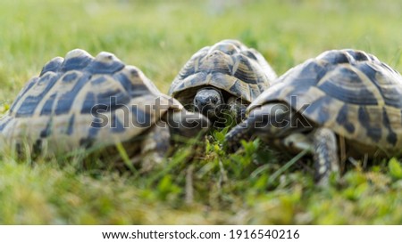 Three turtles in green grass closeup