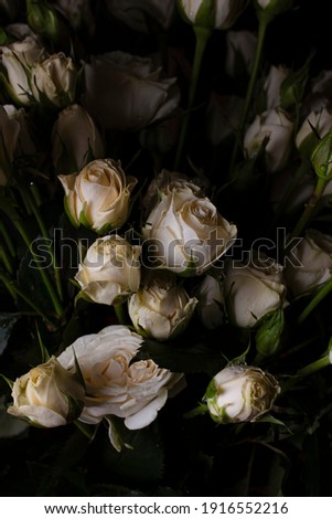 Screensaver for your phone or desktop. White roses on a dark background. Botanical wallpaper. Copy space