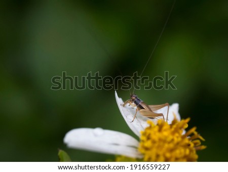 A cricket on a flower petal Royalty-Free Stock Photo #1916559227