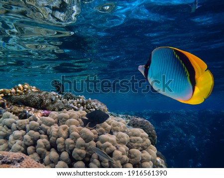  Underwater Scene With Coral Reef And Exotic Fishes. Red Sea                              