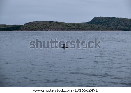 Seal in the White sea. In the background a boat and an island.