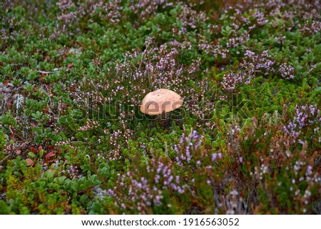 Orange-cap boletus mushroom in theather bushes. Tundra