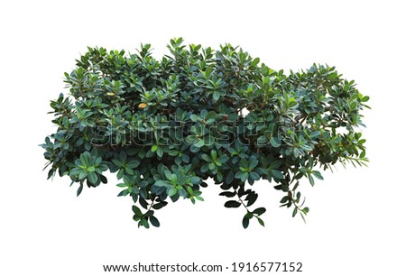 Flower bush tree isolated tropical plant with clipping path. Royalty-Free Stock Photo #1916577152
