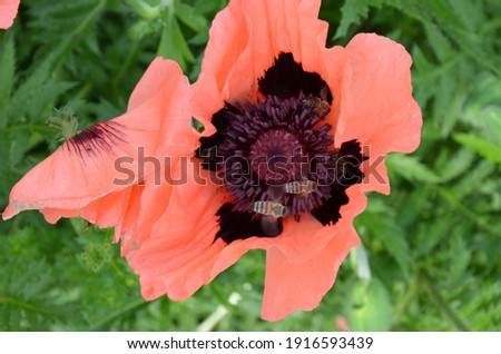 Bees on a pink poppy flower