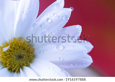 
Daisy and petals with raindrops on it were produced by macro photography technique. close-up photo.