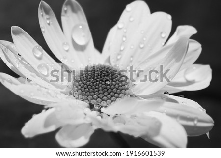 
Daisy and petals with raindrops on it were produced by macro photography technique. close-up photo. black and white.