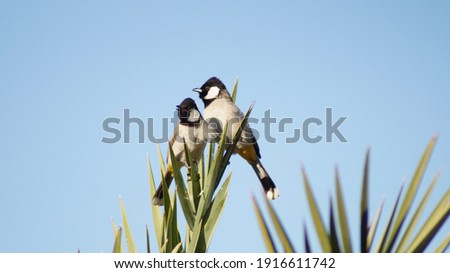 Bulbul bird with white eared is sitting on top of dates tree with blue sky background Royalty-Free Stock Photo #1916611742