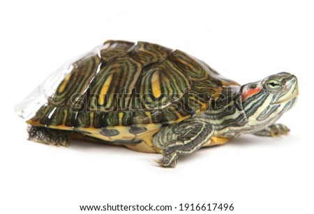 Red-eared slider terrapin isolated on a white background Royalty-Free Stock Photo #1916617496