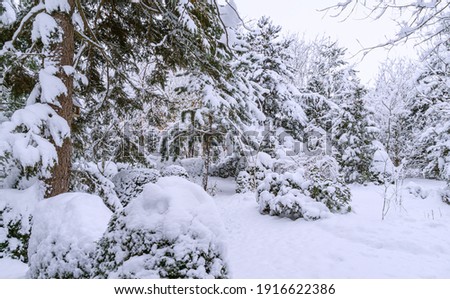 Winter fairy tale in garden. Сalm picture of snow-covered garden. Close-up of evergreen plants covered with white fluffy snow. Selective focus. Nature concept for magic theme to New Year and Christmas