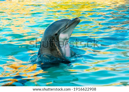 Bottlenose dolphin, its scientific name is Tursiops truncatus Royalty-Free Stock Photo #1916622908