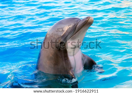 Bottlenose dolphin, its scientific name is Tursiops truncatus Royalty-Free Stock Photo #1916622911