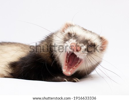 Ferret is yawnin in front of white background shout ferret