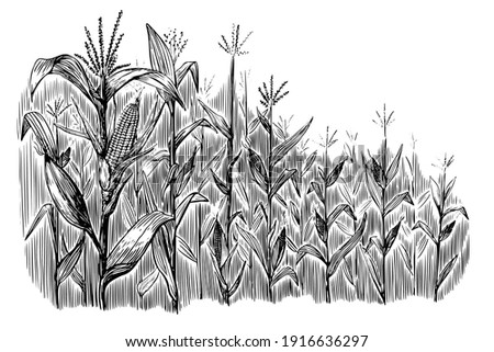Black corn field sketch in vintage style on white background. Vintage nature illustration. Hand drawn illustration. Nature background vector. Royalty-Free Stock Photo #1916636297
