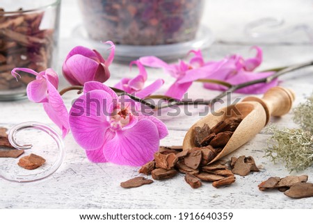 Beautiful purple orchid flower and wooden scoop of pine bark. Royalty-Free Stock Photo #1916640359