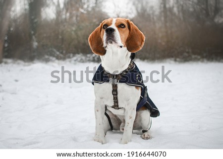 Beagle dog in frosty winter time