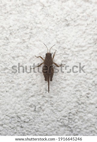 Slender ground hopper, a species of Pygmy grasshoppers Royalty-Free Stock Photo #1916645246